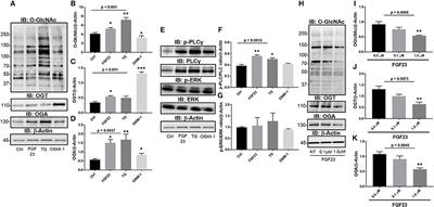 FGF23 Induction of O-Linked N-Acetylglucosamine Regulates IL-6 Secretion in Human Bronchial Epithelial Cells